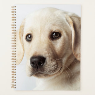 Agenda Ouro Labrador Puppy Closeup