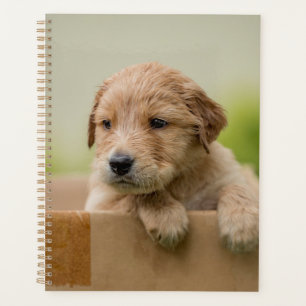 Agenda Ouro Retriever Puppy in Box