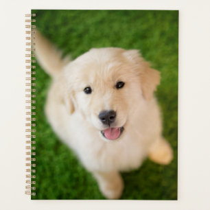 Agenda Ouro Retriever Puppy no Grass