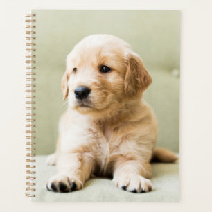 Agenda Ouro Retriever Puppy no sofá