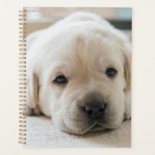 Agenda Ouro Sonolento Labrador Puppy