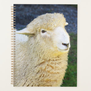 Agenda Ovelhas E Amáveis