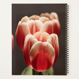 Agenda Paisagem Bela Botânica de Tulip em Amsterdã