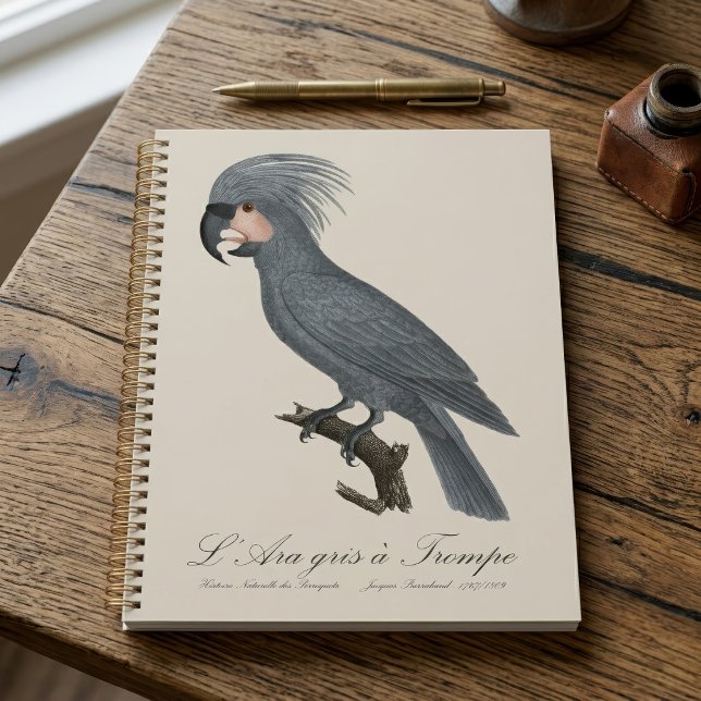 Agenda Palmito-preto, Probosciger aterrimus (Great Black Palm Cockatoo, Probosciger aterrimus. Planner)