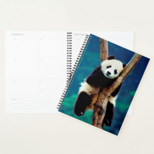 Agenda Panda Bear