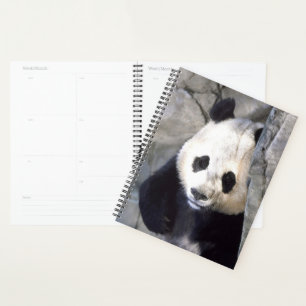 Agenda Panda Bear