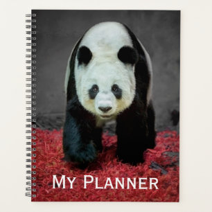 Agenda Panda Bear