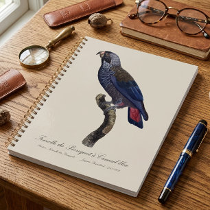 Agenda Papagaio-de-peito-roxo, Pionus fuscus