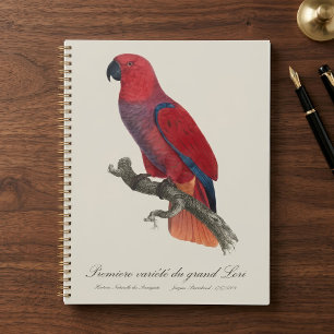 Agenda Papagaio Eclectus de Vosmaer, Eclectus Roratus Vos