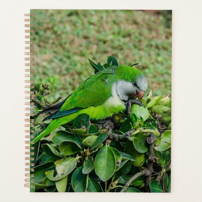 Agenda Papagaio verde (Frente)