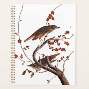 Agenda Pássaro Hermit Thrush Audubon com Berries Vermelho
