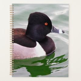 Agenda Pato-de-colar