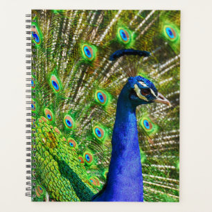 Agenda Pavão Azul Brilhante