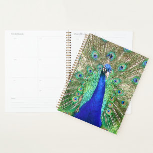 Agenda Pavão Azul Indiano