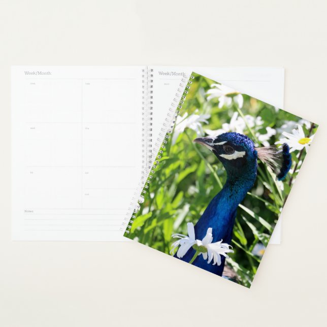 Agenda Peacock (Exibição)