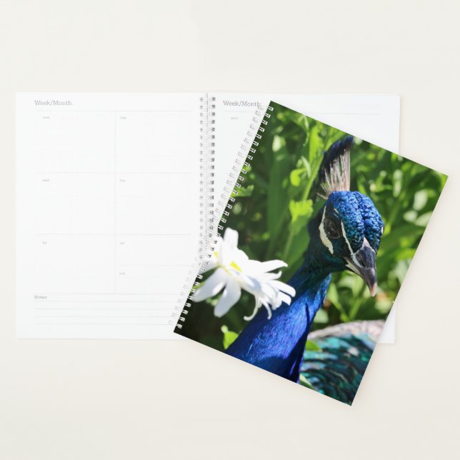 Agenda Peacock e Daisy (Exibição)