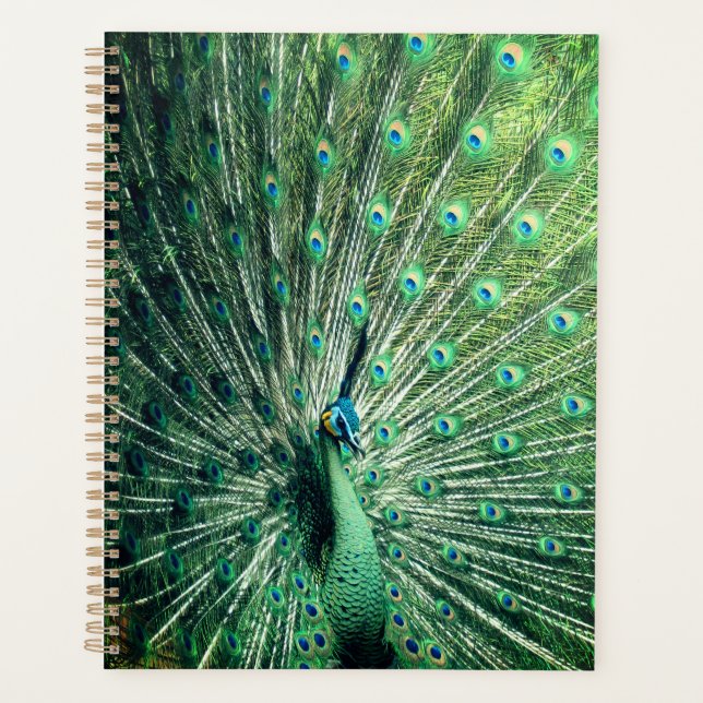 Agenda Peacock Strut (Frente)