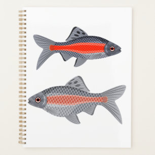 Agenda Peixe Barb Tropical Vermelho e Cinza Aquático Exót