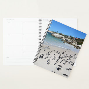 Agenda Penguins Boulders Beach África do Sul