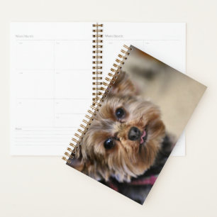 Agenda Pfft!