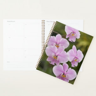 Agenda Phalaenopsis Schilleriana