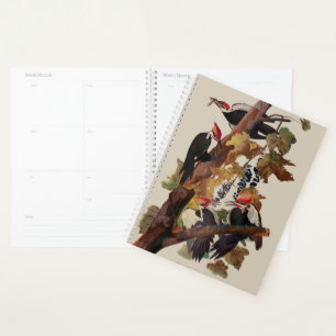 Agenda Pica-Pau-Grande de John James Audubon Impressão de