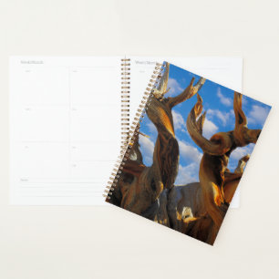 Agenda Pinheiro Bristlecone