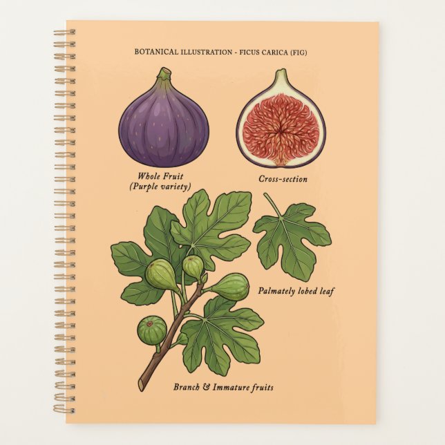 Agenda Planche Botanique Figue Ficus Carica  (Frente)