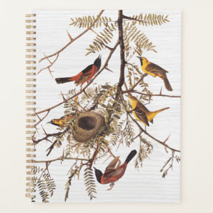 Agenda Pomar de Audubon Oriole em Pecuária Mel