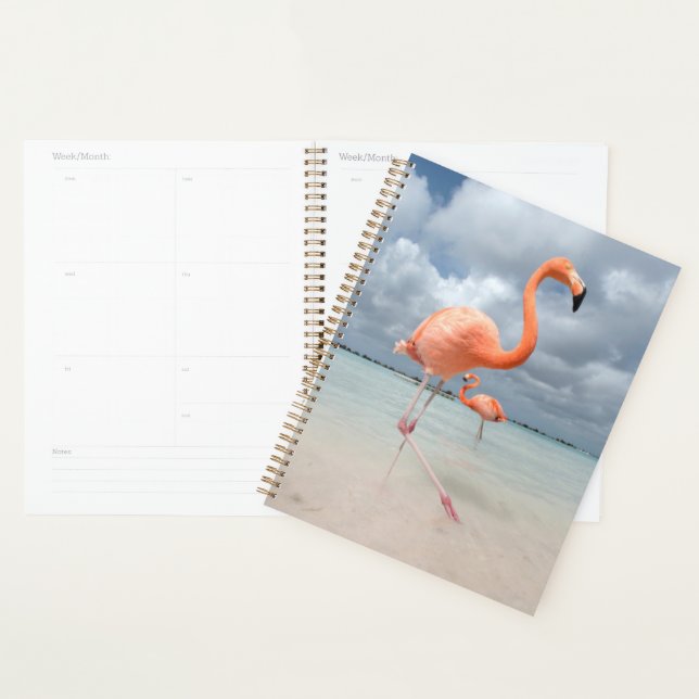 Agenda Praias Tropicais | Flamingos Beach, Aruba (Exibição)