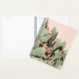 Agenda Prickley Pear Cactus