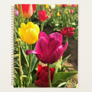 Agenda Primavera Tulips, Oregon