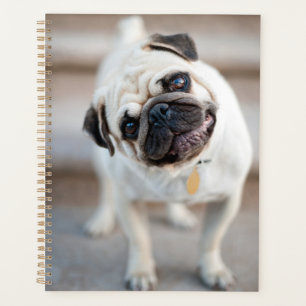 Agenda Pug Head Tilt