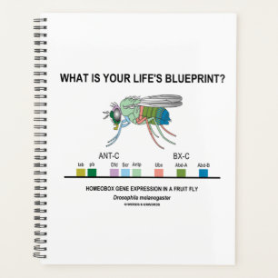 Agenda Qual é o plano da sua vida? Drosophila Biology