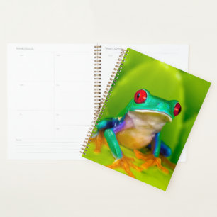 Agenda Rã de olhos vermelhos, Costa Rica