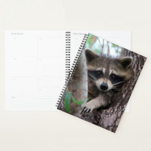 Agenda Raccoon
