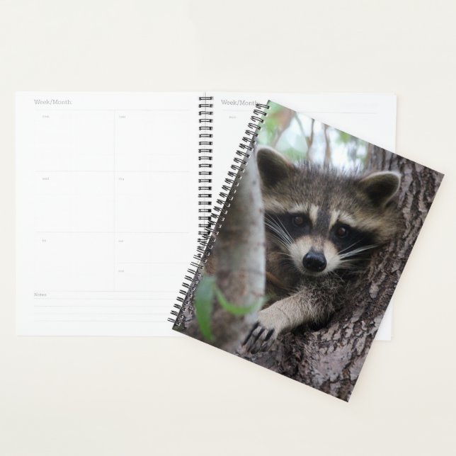 Agenda Raccoon (Exibição)