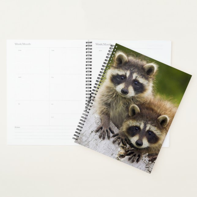 Agenda Raccoons (Exibição)