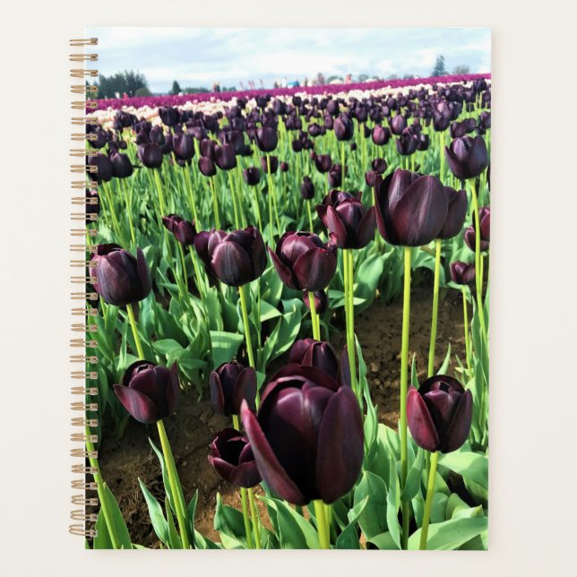Agenda Rainha das Tulipas da Noite, Oregon (Frente)