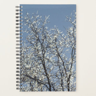 Agenda Ramais gelados no Céu Azul de inverno