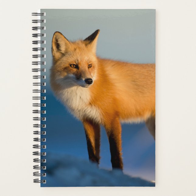 Agenda Raposa Marrom (Frente)