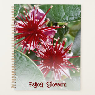 Agenda Red Floral Feijoa Blossomas da Nova Zelândia