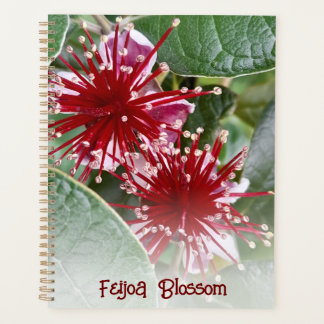 Agenda Red Floral Feijoa Blossomas da Nova Zelândia