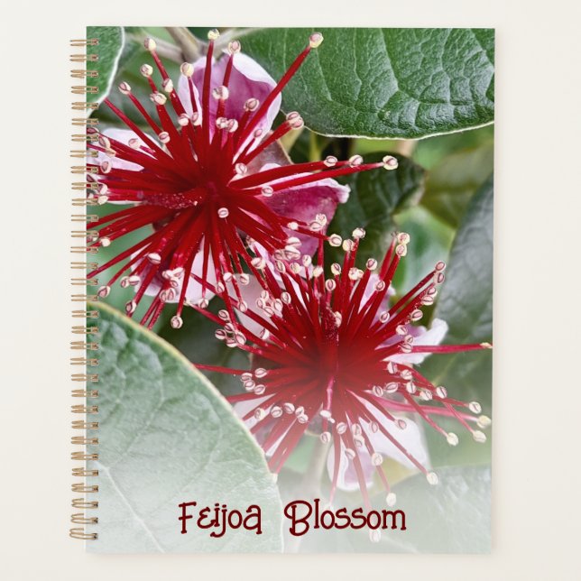 Agenda Red Floral Feijoa Blossomas da Nova Zelândia (Frente)