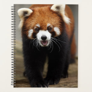 Agenda Red Panda