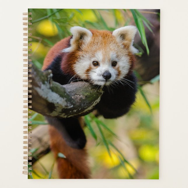 Agenda Red Panda (Frente)
