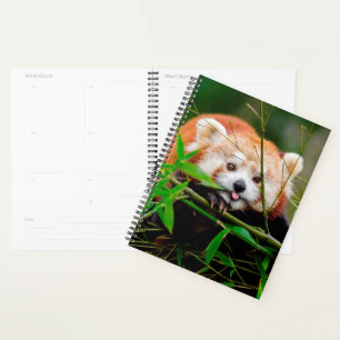 Agenda Red Panda Bear