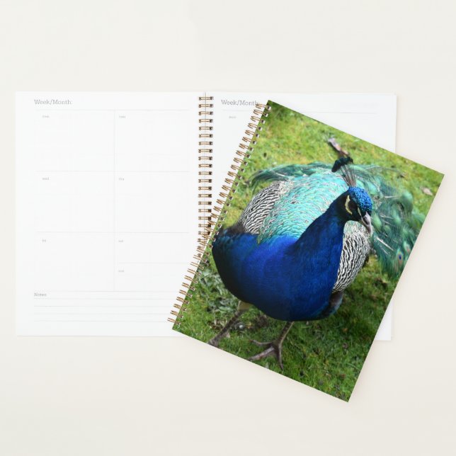 Agenda Regal Peacock Power (Exibição)