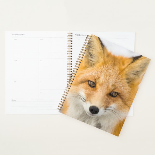 Agenda Retrato da Raposa Vermelha (Exibição)