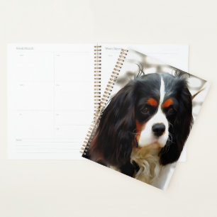 Agenda Retrato De Um Rei Charles Cavalier Spaniel